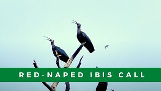 Rednaped ibis aka Indian black ibis call  What does a rednaped ibis sound like [upl. by Ellehcyar462]