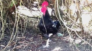 Rooster crowing loud in the morning [upl. by Jacintha184]