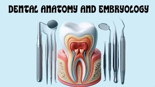 Mandibular Molars  Part 2 [upl. by Van]