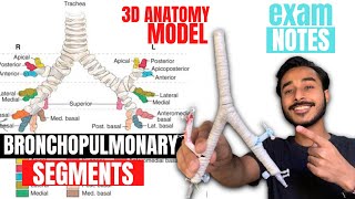 bronchopulmonary segments anatomy 3d  bronchial tree anatomy  anatomy of bronchopulmonary segments [upl. by Hull]