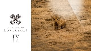 Brand New Tsalala Pride Lion Cub  Londolozi TV [upl. by Territus]