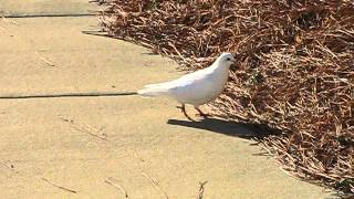 Rare Albino Pigeon The White Pigeon [upl. by Sawyere493]