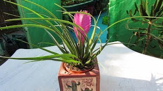 My Tillandsia cyanea Pink Quill  Air Plant Bromeliad BARGAIN from LIDL [upl. by Daht]