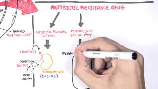 Microbiology  Bacteria Antibiotic Resistance [upl. by Kcirrad]