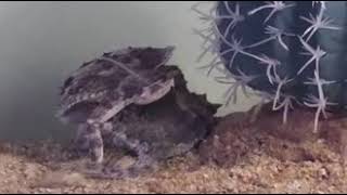 Mexican bull horned lizard Phrynosoma taurus [upl. by Ruby]