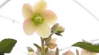 Hellebores Experts  Pine Knot Farms [upl. by Delano161]