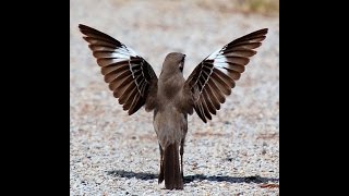 MOCKING BIRD IMITATING A POLICE CAR AND OTHER BIRDS [upl. by Lucier]