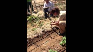 Poner tutores a los tomates y otras plantas del huerto parte 3 [upl. by Retsevlis]