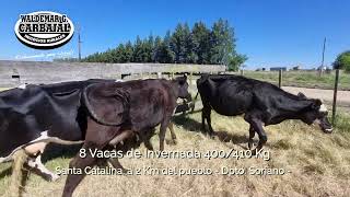 Ent 29 Cert  7202  8 Vacas de Invernada 400410 Kg [upl. by Christoper]