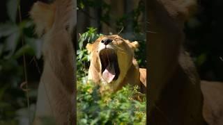 Lioness Yawns Wincent btxaQ nature wildlife lion [upl. by Ttereve724]