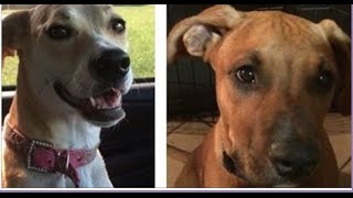 BARKING brings DEATH sentence for two dogs ordered by Port St Lucie Animal Control for BARKING [upl. by Ibot]