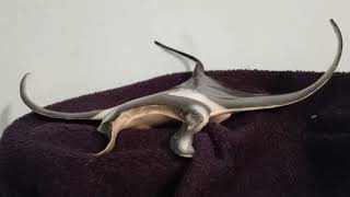 Toy Review Manta Ray [upl. by Hillie]