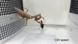 Praying mantis attacks bombardier beetle gets bombed [upl. by Uel35]