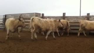 Crossbred Heifers at DeBruycker Charolais [upl. by Ayoras]