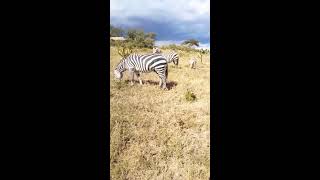 Zebras grazing baby zebra [upl. by Courcy]