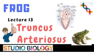 Class 11  Zoology LecturesDiscuss the Structure amp Functions of Truncus Arteriosus in Frog  113 [upl. by Ativad]