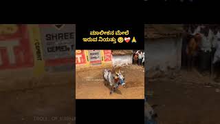 ಹೋರಿ ಲವರ್ 😎🥰 bull bulllovers jallikattu horihabba jallikattuimages horilover cow [upl. by Airolg]