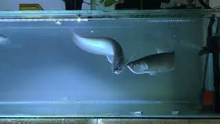 Feeding Silver Arowana [upl. by Darsey]