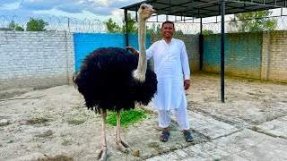 We Bought an OSTRICH 😍  ہمارا شتر مرغ آ گیا ہے  Mubashir Saddique  Village Food Secrets [upl. by Aneek]