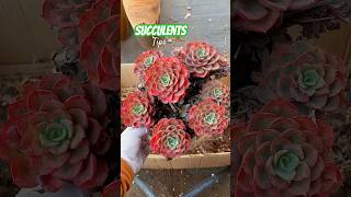 Remove old leaves for succulents help your plants healthier [upl. by Rubio442]