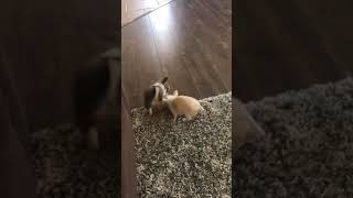 Adorable teacup chihuahua babies playing [upl. by Nadya464]