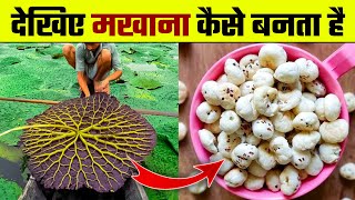 देखिए मखाना कैसे बनता है  Makhana Kaise Banta hai  Makhana Making Process  Makhana ki Kheti [upl. by Gnemgnok319]