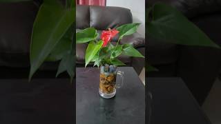 ANTHURIUM PLANT beautiful trending houseplants  gardenmusic  nice day [upl. by Hekker17]