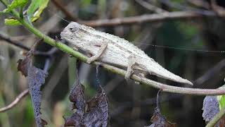 Bearded pygmy Chameleon rieppeleon brevicaudatus [upl. by Livy]