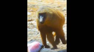 Sisi gelap monyet babon animals [upl. by Trstram874]