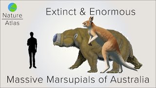 Extinct amp Enormous The Massive Marsupials of Australia [upl. by Wahl]