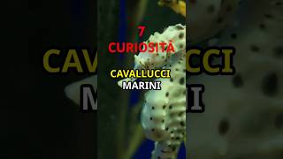 7 Curiosità sui CAVALLUCCI MARINI animals animali [upl. by Jeffry]