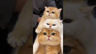 🐱 Funny and cute cat and kitten [upl. by Rebmac]