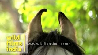 Marwari horses and their unique auditory responses [upl. by Lorelei]