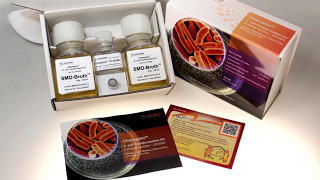 Prepare Competent Cells Directly from Ecoli Colonies Using Champion Ecoli Transformation Kit [upl. by Suirtemed]