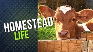 Homestead Life Guernsey cows Milking Time New Additions [upl. by Notnats]