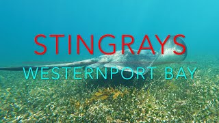 Smooth Stingrays of Westernport Bay [upl. by Evelinn]