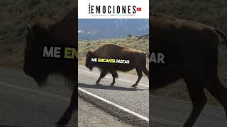 BISONTE La Historia del Animal Más Cool de la Tierra bisonte documentales zoologia [upl. by Sleinad2]