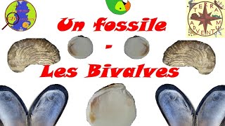 Un fossile  les Bivalves Minute géologique 36 [upl. by Anbul71]