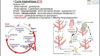 cours de biologie végétal les thallophytes chlorophylliens [upl. by Mable]