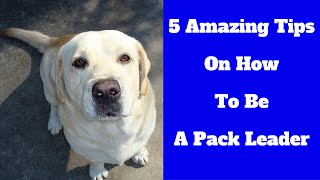 5 Amazing Tips On How To Be A Pack Leader [upl. by Earlene968]