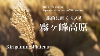 『霧ヶ峰高原』 銀色に輝く霧ヶ峰高原のススキ！ The silvershining Japanese silver grass of Kirigamine [upl. by Leak519]