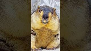 So Adorable Marmotmarmota marmot cute cutepets pets [upl. by Jack326]