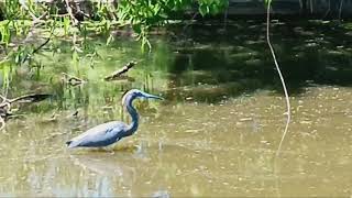 Stoic Tricolored Heron shortvideo heronperch23 [upl. by Leahcimed]