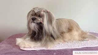 LHASA APSO LONG HAIR MAINTENANCE GROOMING [upl. by Hteboj]