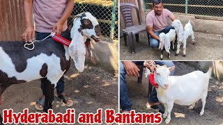 Quality Hyderabadi and Bantams at Antique and Exotic Animal Waluj Aurangabad [upl. by Madelin33]