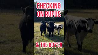 Bull check you angus foryou brangus ytshorts yt bull rufus bachelor boys everyone update [upl. by Aney]