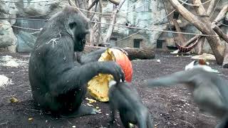 Monkeys Try to Steal Halloween Pumpkin From Gorilla  1532400 [upl. by Aenotna]