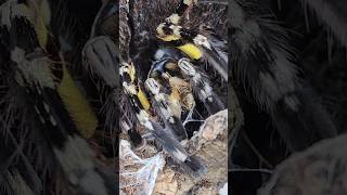 Female Poecilotheria regalis Indian Ornamental getting some cricket snacks poecilotheriaregalis [upl. by Yentnuoc]