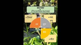 कटुका  Picrorhiza kurroa  AYURVEDA  bamsnotes shorts dravyagunaparyaay plants gk [upl. by Drawoh]