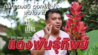 แดงพันธุ์ทิพย์ ดอกแดงสด ดอกใหญ่ พุ่มใบงาม Megaskepasma erythrochlamys [upl. by Wickner453]